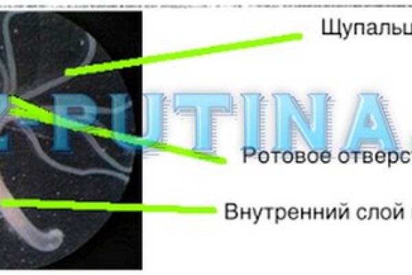 Актуальное зеркало на кракен